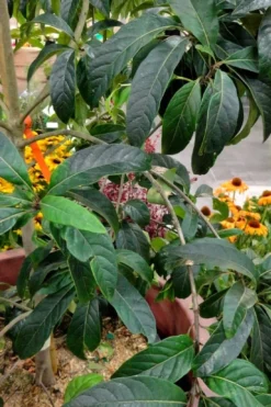 Spring Fleecing Fringe Tree (Chionanthus Virginicus) - 7 Gallon Pot (4-5') -Garden & Outdoors chionanthus virginicus spring fleecing fringe tree 3