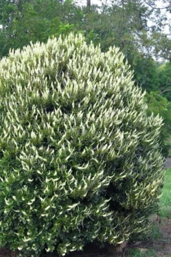 Summersweet Clethra (Sweet Pepperbush) - 1 Gallon Pot -Garden & Outdoors clethra alnifolia summersweet sweet pepper bush 3