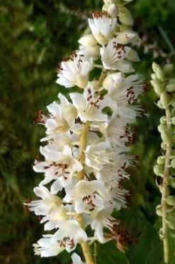 Summersweet Clethra (Sweet Pepperbush) - 1 Gallon Pot -Garden & Outdoors clethra alnifolia summersweet sweet pepper bush 6