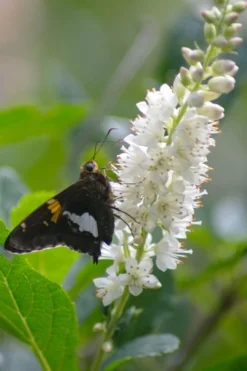 Summersweet Clethra (Sweet Pepperbush) - 1 Gallon Pot -Garden & Outdoors clethra alnifolia summersweet sweet pepper bush 7