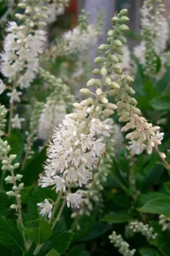 Summersweet Clethra (Sweet Pepperbush) - 1 Gallon Pot -Garden & Outdoors clethra alnifolia summersweet sweet pepper bush 8