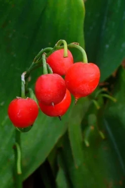 Lily Of The Valley (Convallaria Majalis) - 5 Pack Quart Pots -Garden & Outdoors convallaria majalis bordeaux lily of the valley 2