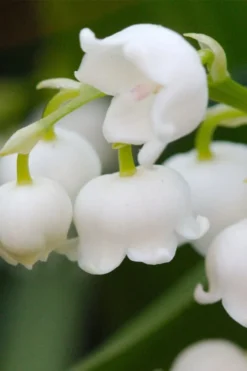 Lily Of The Valley (Convallaria Majalis) - 5 Pack Quart Pots -Garden & Outdoors convallaria majalis lily of the valley 12