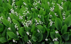 Lily Of The Valley (Convallaria Majalis) - 5 Pack Quart Pots -Garden & Outdoors convallaria majalis lily of the valley 14