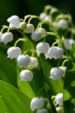 Lily Of The Valley (Convallaria Majalis) - 5 Pack Quart Pots -Garden & Outdoors convallaria majalis lily of the valley 15
