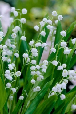 Lily Of The Valley (Convallaria Majalis) - 5 Pack Quart Pots