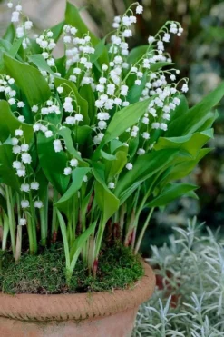 Lily Of The Valley (Convallaria Majalis) - 5 Pack Quart Pots -Garden & Outdoors convallaria majalis lily of the valley 23