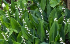 Lily Of The Valley (Convallaria Majalis) - 5 Pack Quart Pots -Garden & Outdoors convallaria majalis lily of the valley 24