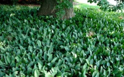 Lily Of The Valley (Convallaria Majalis) - 5 Pack Quart Pots -Garden & Outdoors convallaria majalis lily of the valley 25