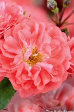 Coral Drift Groundcover Rose - 3 Gallon Pot 9 Coral Drift Groundcover Rose - 3 Gallon Pot -Garden & Outdoors coral drift rose 101