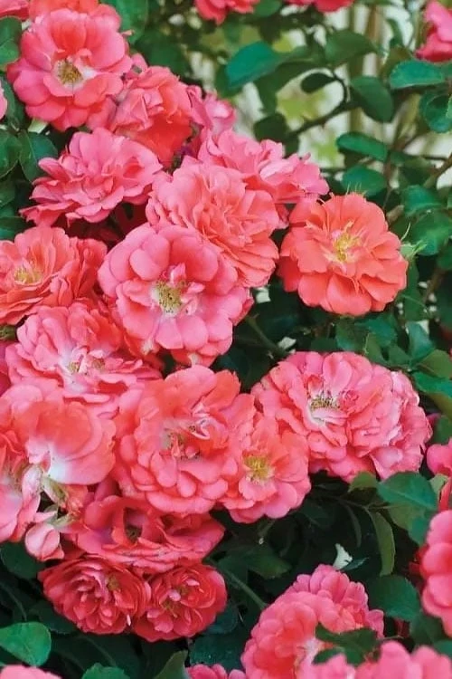 Coral Drift Groundcover Rose - 3 Gallon Pot 6 Coral Drift Groundcover Rose - 3 Gallon Pot - Image 6