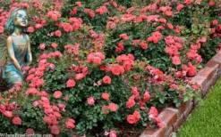 Coral Drift Groundcover Rose - 3 Gallon Pot 10 Coral Drift Groundcover Rose - 3 Gallon Pot -Garden & Outdoors coral drift rose 104