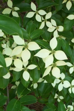 Bernice Evergreen Dogwood Tree (Cornus Angustata) - 2 Gallon Pot 11 Bernice Evergreen Dogwood Tree (Cornus Angustata) - 2 Gallon Pot -Garden & Outdoors cornus angustata bernice evergreen dogwood tree 2