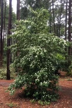 Bernice Evergreen Dogwood Tree (Cornus Angustata) - 2 Gallon Pot 10 Bernice Evergreen Dogwood Tree (Cornus Angustata) - 2 Gallon Pot -Garden & Outdoors cornus angustata bernice evergreen dogwood tree 4