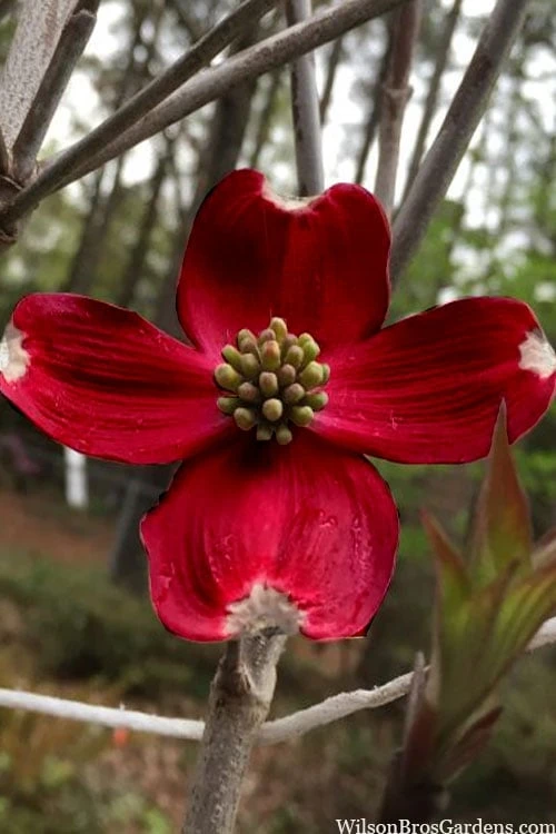 Ragin' Red Dogwood Tree - 3 Gallon Pot 1 Ragin' Red Dogwood Tree - 3 Gallon Pot