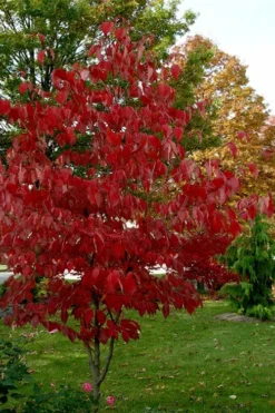 Ragin' Red Dogwood Tree - 3 Gallon Pot 15 Ragin' Red Dogwood Tree - 3 Gallon Pot -Garden & Outdoors cornus florida ragin red dogwood tree 5