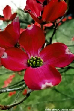 Ragin' Red Dogwood Tree - 3 Gallon Pot 17 Ragin' Red Dogwood Tree - 3 Gallon Pot -Garden & Outdoors cornus florida ragin red dogwood tree 6