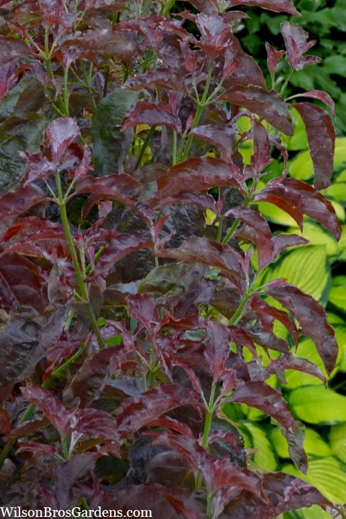 Ragin' Red Dogwood Tree - 3 Gallon Pot 5 Ragin' Red Dogwood Tree - 3 Gallon Pot - Image 5