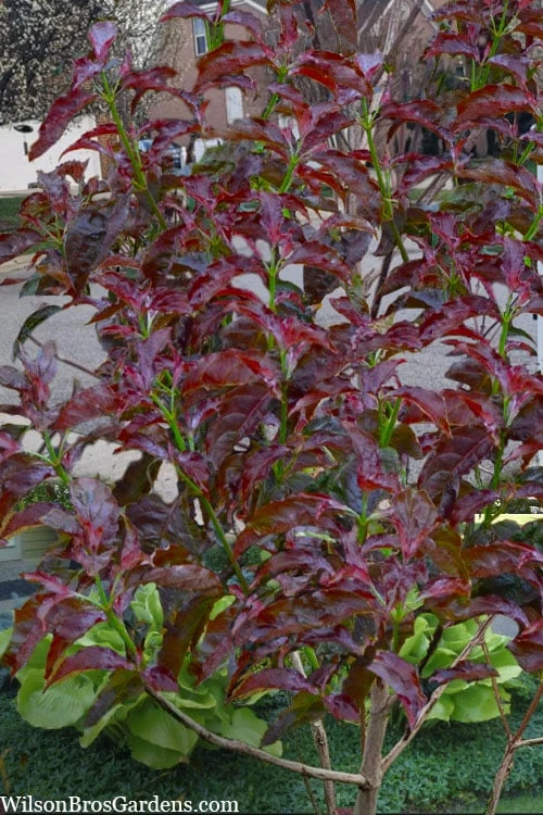 Ragin' Red Dogwood Tree - 3 Gallon Pot 6 Ragin' Red Dogwood Tree - 3 Gallon Pot - Image 6