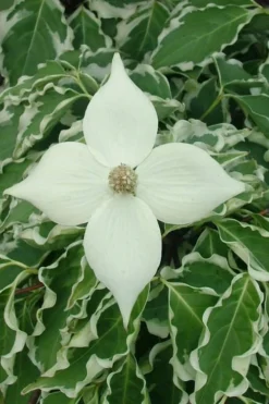 Samaritan Variegated Kousa Dogwood - 7 Gallon Pot (3-4') -Garden & Outdoors cornus kousa samzam samaritan variegated kousa dogwood tree 10