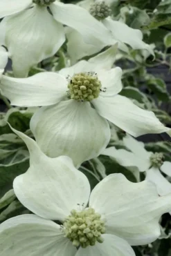 Samaritan Variegated Kousa Dogwood - 7 Gallon Pot (3-4') -Garden & Outdoors cornus kousa samzam samaritan variegated kousa dogwood tree 16
