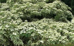 Samaritan Variegated Kousa Dogwood - 7 Gallon Pot (3-4') -Garden & Outdoors cornus kousa samzam samaritan variegated kousa dogwood tree 24