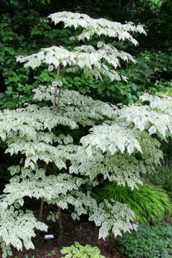Samaritan Variegated Kousa Dogwood - 7 Gallon Pot (3-4') -Garden & Outdoors cornus kousa samzam samaritan variegated kousa dogwood tree 25