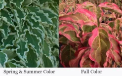 Samaritan Variegated Kousa Dogwood - 7 Gallon Pot (3-4') -Garden & Outdoors cornus kousa samzam samaritan variegated kousa dogwood tree 28