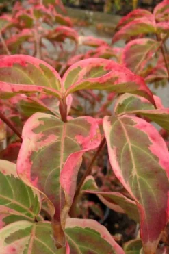 Samaritan Variegated Kousa Dogwood - 7 Gallon Pot (3-4') -Garden & Outdoors cornus kousa samzam samaritan variegated kousa dogwood tree 31