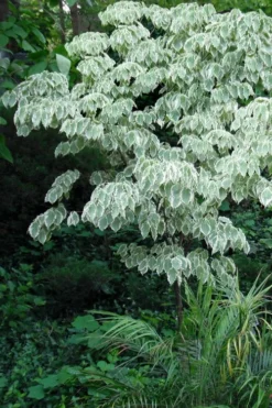 Samaritan Variegated Kousa Dogwood - 7 Gallon Pot (3-4') -Garden & Outdoors cornus kousa samzam samaritan variegated kousa dogwood tree 32