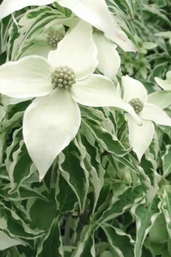 Samaritan Variegated Kousa Dogwood - 7 Gallon Pot (3-4') -Garden & Outdoors cornus kousa samzam samaritan variegated kousa dogwood tree 33