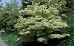 Samaritan Variegated Kousa Dogwood - 7 Gallon Pot (3-4') -Garden & Outdoors cornus kousa samzam samaritan variegated kousa dogwood tree 6