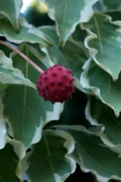 Samaritan Variegated Kousa Dogwood - 7 Gallon Pot (3-4') -Garden & Outdoors cornus kousa samzam samaritan variegated kousa dogwood tree 7
