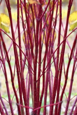 Red Osier Red Twig Dogwood (Cornus Sericea) - 2 Gallon Pot 11 Red Osier Red Twig Dogwood (Cornus Sericea) - 2 Gallon Pot -Garden & Outdoors cornus sericera red osier dogwood 1 1