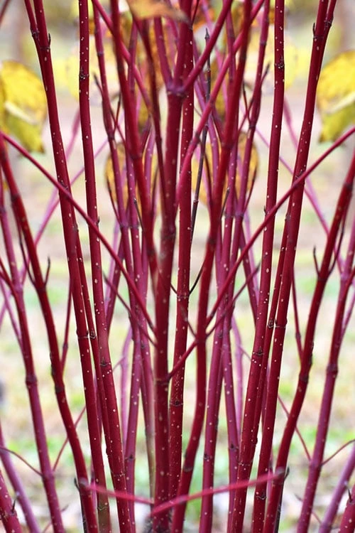 Arctic Fire Red Twig Dogwood - 12" Pot 4 Arctic Fire Red Twig Dogwood - 12" Pot - Image 4