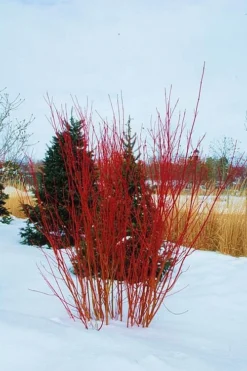 Red Osier Red Twig Dogwood (Cornus Sericea) - 2 Gallon Pot 10 Red Osier Red Twig Dogwood (Cornus Sericea) - 2 Gallon Pot -Garden & Outdoors cornus sericera red osier dogwood 4
