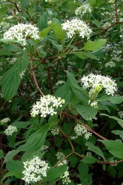 Red Osier Red Twig Dogwood (Cornus Sericea) - 3 Pack Of 1.5 Quart Pots -Garden & Outdoors cornus sericera red osier dogwood 5 2