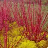 Red Osier Red Twig Dogwood (Cornus Sericea) - 1 Gallon Pot