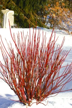 Arctic Fire Red Twig Dogwood - 12" Pot