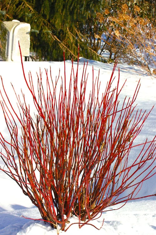 Arctic Fire Red Twig Dogwood - 12" Pot 1 Arctic Fire Red Twig Dogwood - 12" Pot