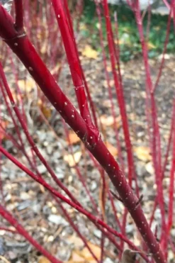 Arctic Fire Red Twig Dogwood - 12" Pot 13 Arctic Fire Red Twig Dogwood - 12" Pot -Garden & Outdoors cornus stolonifera farrow arctic fire red twig dogwood 2