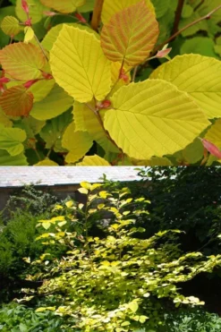 Golden Spring Winter Hazel (Corylopsis) - 1 Gallon Pot 22 Golden Spring Winter Hazel (Corylopsis) - 1 Gallon Pot -Garden & Outdoors corylopsis spicata golden spring winterhazel 13