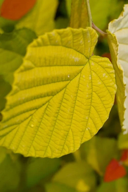 Golden Spring Winter Hazel (Corylopsis) - 1 Gallon Pot 8 Golden Spring Winter Hazel (Corylopsis) - 1 Gallon Pot - Image 8