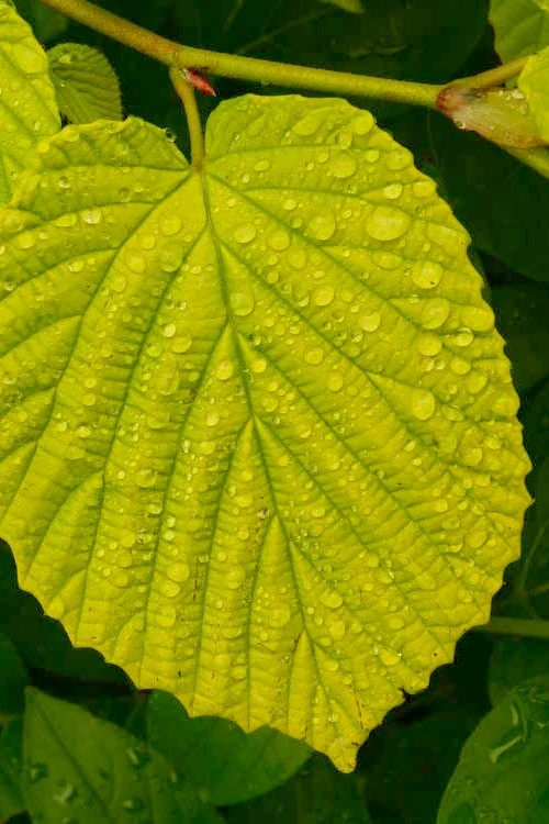 Golden Spring Winter Hazel (Corylopsis) - 1 Gallon Pot 7 Golden Spring Winter Hazel (Corylopsis) - 1 Gallon Pot - Image 7