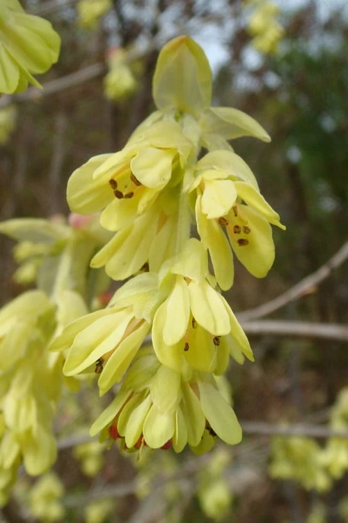 Golden Spring Winter Hazel (Corylopsis) - 1 Gallon Pot 6 Golden Spring Winter Hazel (Corylopsis) - 1 Gallon Pot - Image 6