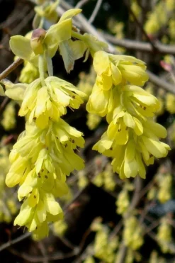 Golden Spring Winter Hazel (Corylopsis) - 1 Gallon Pot 16 Golden Spring Winter Hazel (Corylopsis) - 1 Gallon Pot -Garden & Outdoors corylopsis spicata golden spring winterhazel 18