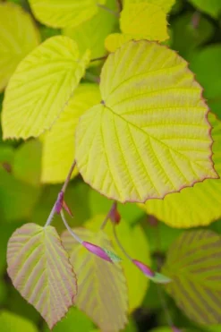 Golden Spring Winter Hazel (Corylopsis) - 1 Gallon Pot