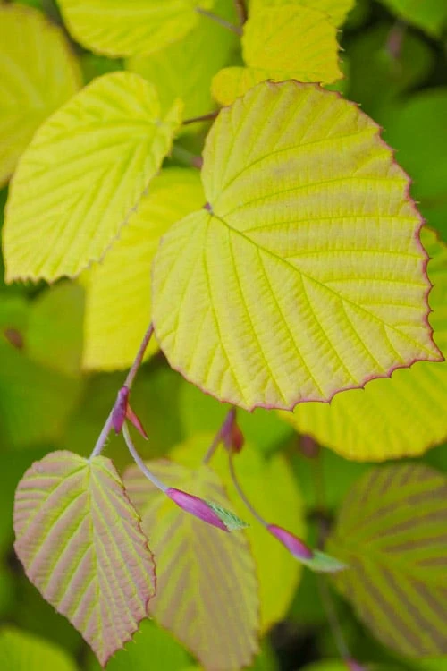Golden Spring Winter Hazel (Corylopsis) - 1 Gallon Pot 1 Golden Spring Winter Hazel (Corylopsis) - 1 Gallon Pot