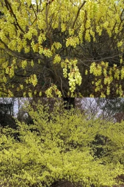 Golden Spring Winter Hazel (Corylopsis) - 1 Gallon Pot 23 Golden Spring Winter Hazel (Corylopsis) - 1 Gallon Pot -Garden & Outdoors corylopsis spicata golden spring winterhazel 2