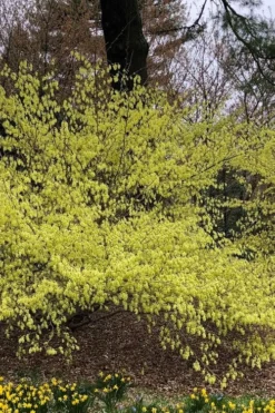 Golden Spring Winter Hazel (Corylopsis) - 1 Gallon Pot 17 Golden Spring Winter Hazel (Corylopsis) - 1 Gallon Pot -Garden & Outdoors corylopsis spicata golden spring winterhazel 3